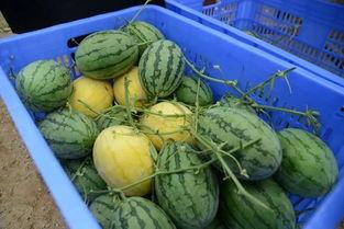 牛奶吃瓜群660436,揭秘神秘社交圈的独特魅力