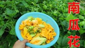 二妹园艺吃瓜,吃瓜乐趣，园艺生活新风尚