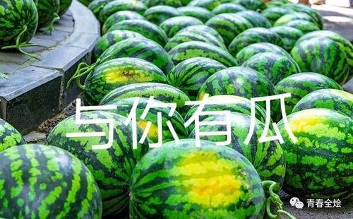 二妹园艺吃瓜,吃瓜乐趣，园艺生活新风尚