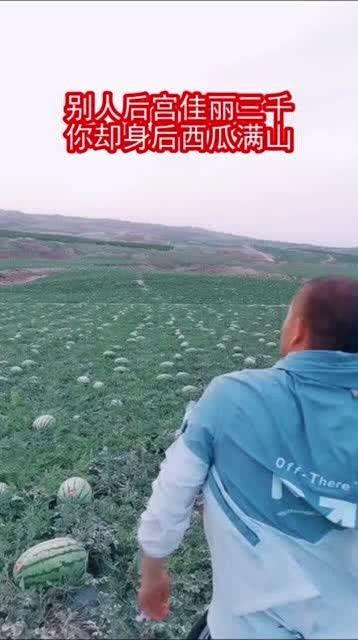 后宫可以吃瓜吗,宫廷秘闻里的吃瓜指南