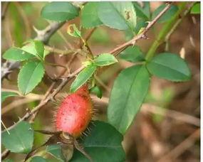 野生茅瓜的果实可以吃吗,天然美食还是未知风险？