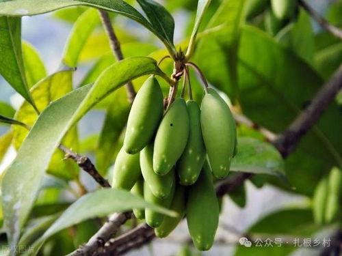 野生茅瓜的果实可以吃吗,天然美食还是未知风险？