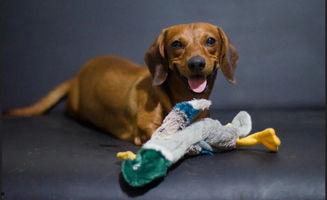 吵架吃瓜狗,揭秘网络热议背后的真实故事