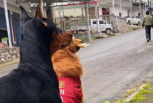 吵架吃瓜狗,揭秘网络热议背后的真实故事