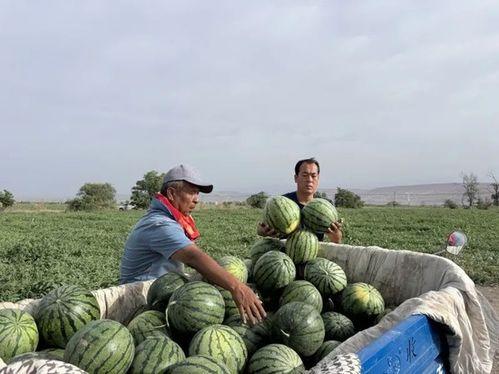 骑大马吃瓜,探寻古代贵族的悠闲生活