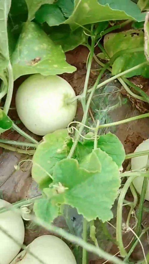 这瓜吃的挺香,尽享瓜香四溢的美好时光