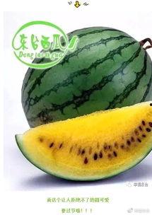 市瓜 怎么吃,探索夏日消暑美食新境界