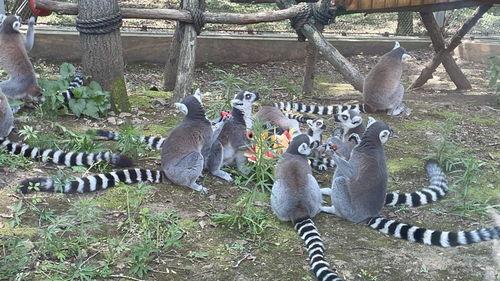 盲盒吃瓜企鹅,揭秘吃瓜企鹅的神秘魅力