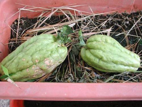 孕期可以吃附子瓜,附子瓜的营养与食用指南