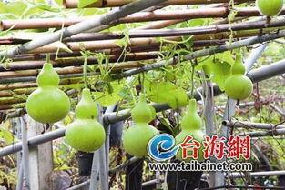 吃葫芦瓜削皮吗,葫芦瓜食用前的削皮技巧与注意事项