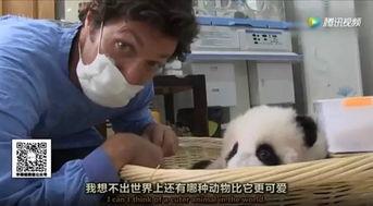 另类兽医吃瓜日常,揭秘动物界的趣味故事