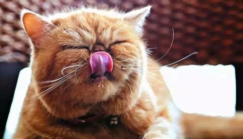 猫九酱吃瓜,揭秘娱乐圈那些不为人知的幕后故事