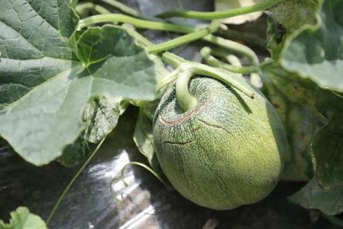 棚瓜哪个季节吃,夏季消暑佳品，尽享棚内新鲜美味