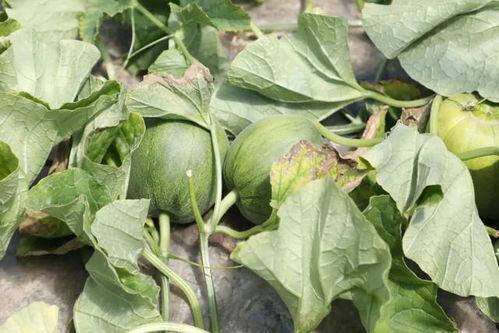 棚瓜哪个季节吃,夏季消暑佳品，尽享棚内新鲜美味