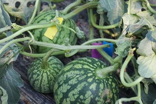 什么时候吃瓜好吃