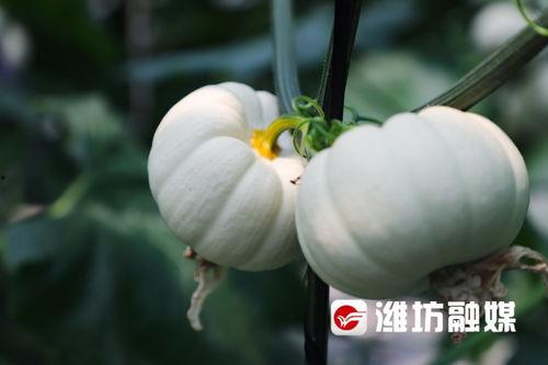 潍坊吃瓜去,探寻夏日消暑美食，吃瓜去！