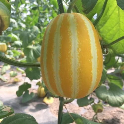 上海摩友吃瓜,吃瓜事件背后的真相揭秘