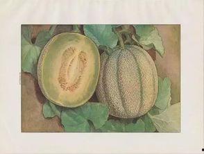 日本小伙吃蜜瓜