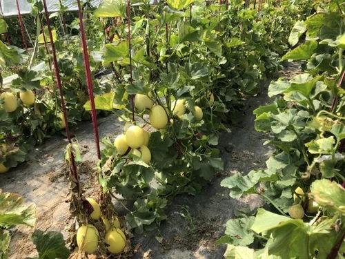 界首吃瓜榜,揭秘当地热门话题与趣味事件