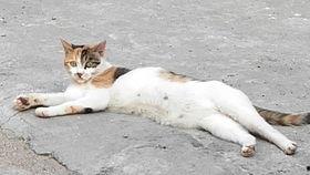 白文鸟可以吃瓜吗,瓜果新宠