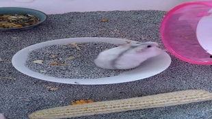 吃瓜小胖手,揭秘娱乐圈那些不为人知的幕后故事